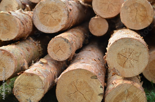 Pine logs. The ends are close -up