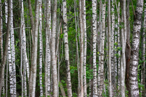 Fototapeta Naklejka Na Ścianę i Meble -  green birch forest