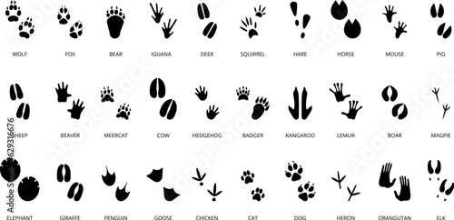 Black animal tracking footprints. Isolated wild animal paws prints, lizard, crocodile and cat. Reptile and bird foots, decent vector hunter set
