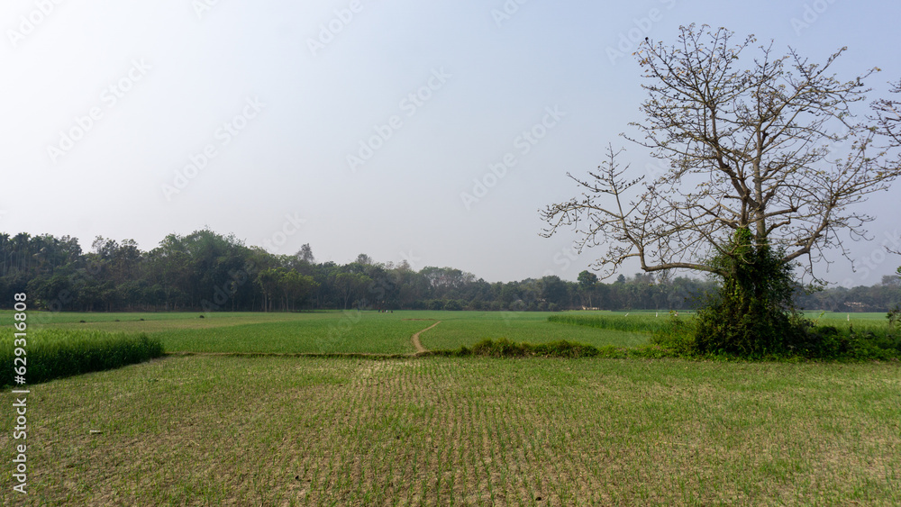 Fototapeta premium Wheat farming landscape of Bangladesh. Green grain wheat field in South Asia. This is the image of green Bangladesh.