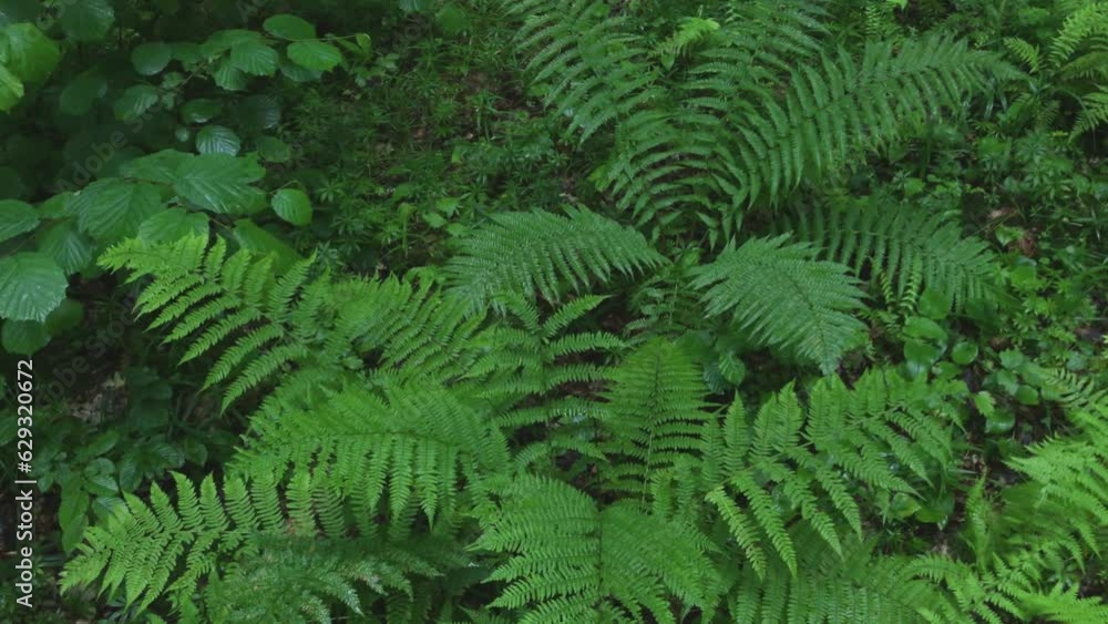 Wet and green fern bushes plants surrounded by rainy forest. Wet and green fern bushes plants surrounded by rainy forest.