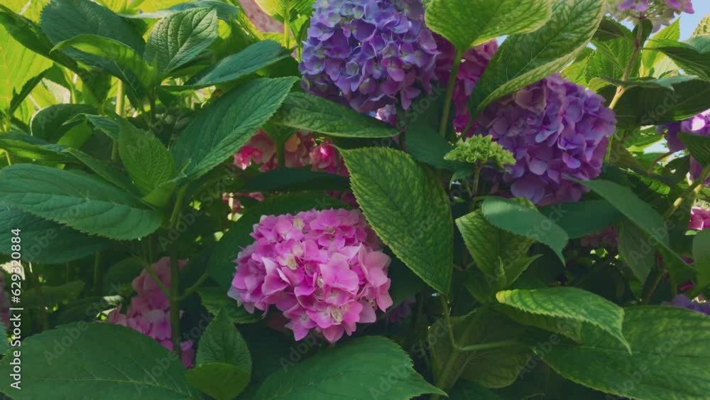 Bushes of purple and pink hydrangea flowers. Growing beautiful hydrangea. Bushes of purple and pink hydrangea flowers. Growing beautiful hydrangea.