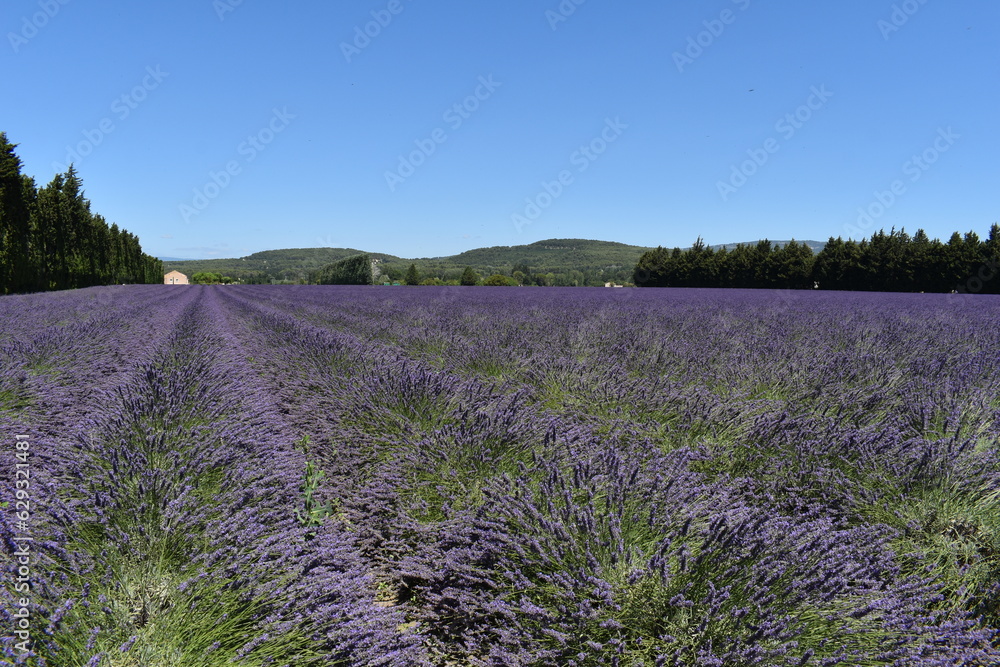 Fototapeta premium Un champ de lavande en provence