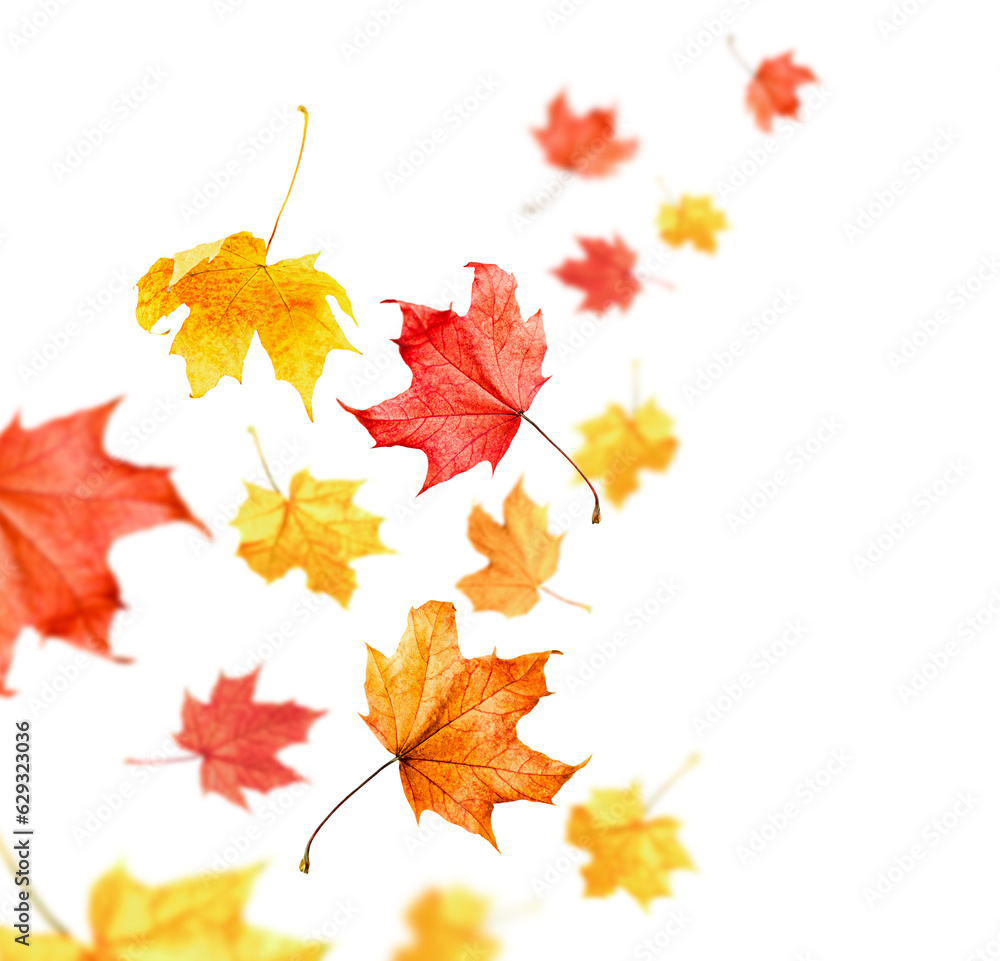 Fototapeta premium maple autumn leaves flying away into the distance on a white isolated background
