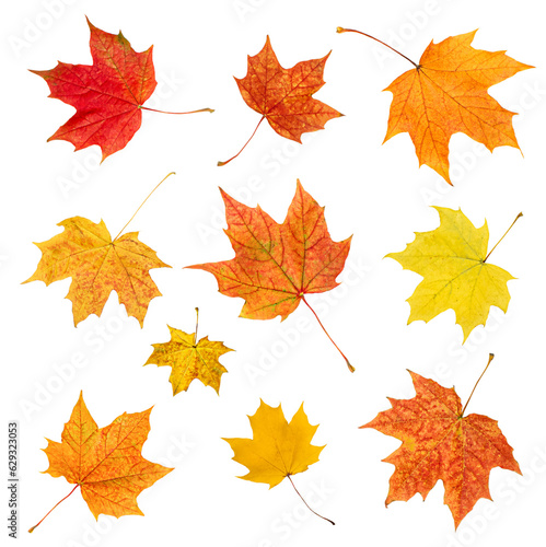 collection from maple autumn leaves on white isolated background