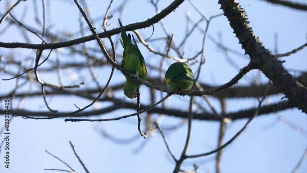 Couple of small tropical parakeets in free-living environment Couple of small tropical parakeets in free-living environment