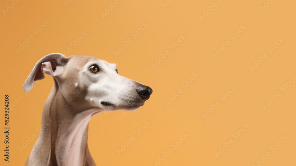 Advertising portrait, banner, looking to the right greyhound dog, ears down, isolated on yellow background Advertising portrait, banner, looking to the right greyhound dog, ears down, isolated on yellow background
