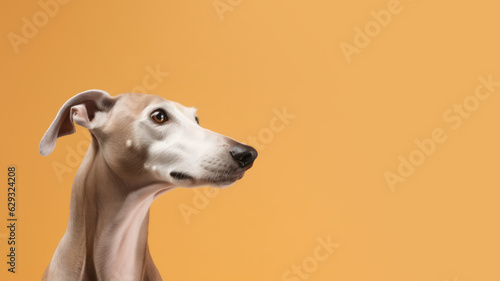 Advertising portrait, banner, looking to the right greyhound dog, ears down, isolated on yellow background