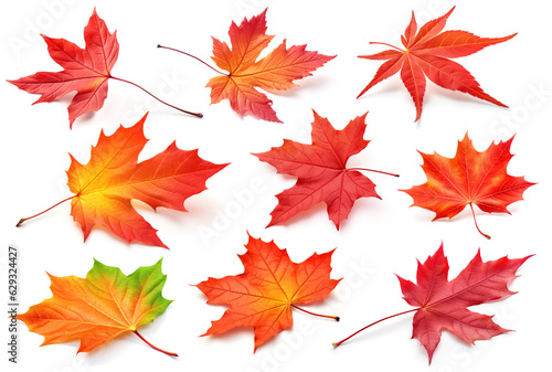Autumn maple tree leaves of vibrant colors  collection isolated on white
