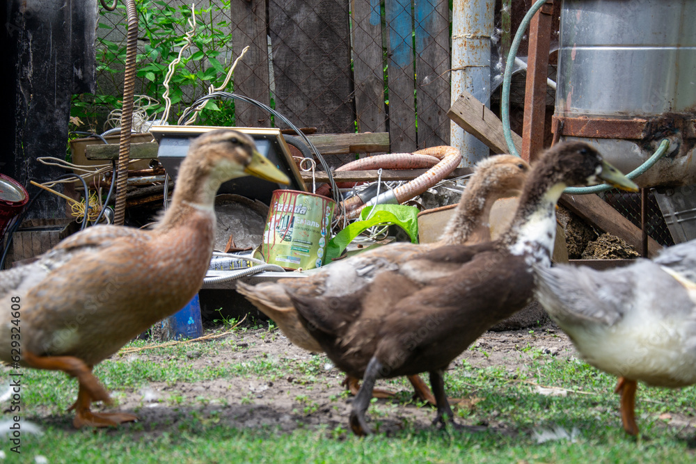 duck and ducklings duck and ducklings