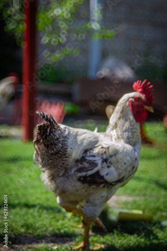 range chicken