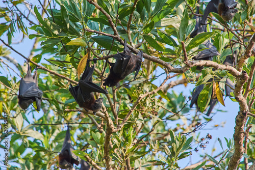 fruit bat hanging upside down fighting 