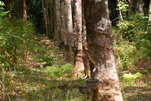 rubber tree in the thailand forest