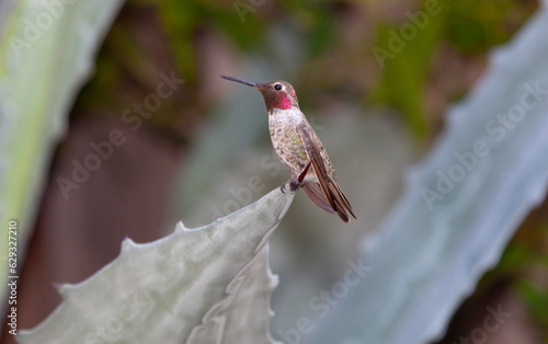 hummingbird perched on thorn