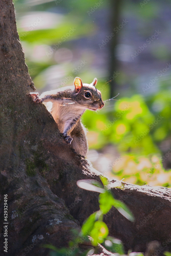 Obraz premium Grey squirrel in the wild.