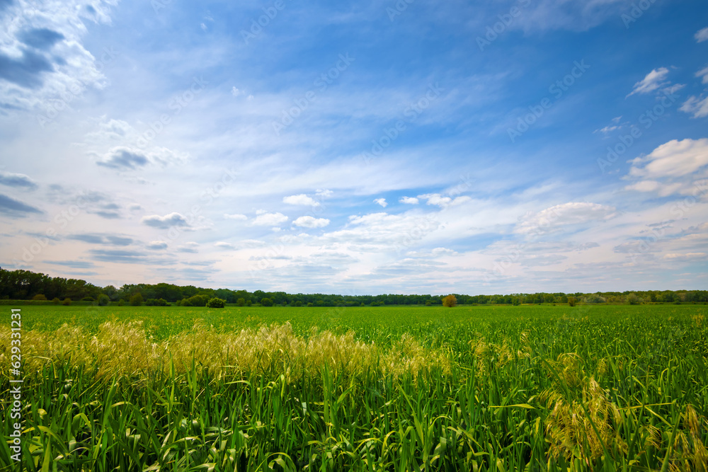 Obraz premium young green wheat sprouts agricultural field, bright spring landscape on a sunny day, blue sky as background