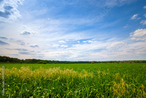 young green wheat sprouts agricultural field  bright spring landscape on a sunny day  blue sky as background