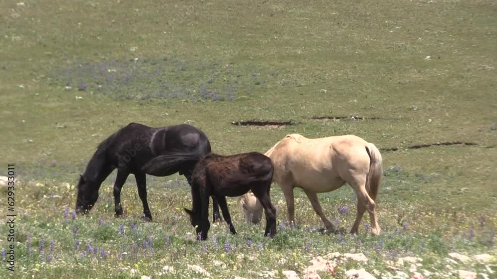 Wild Horses in Summer in the Pryor Mountains Wild Horses in Summer in the Pryor Mountains