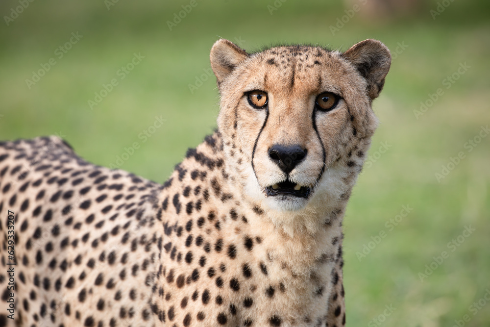 Cheetah at etosha national Park, Namibia Cheetah at etosha national Park, Namibia