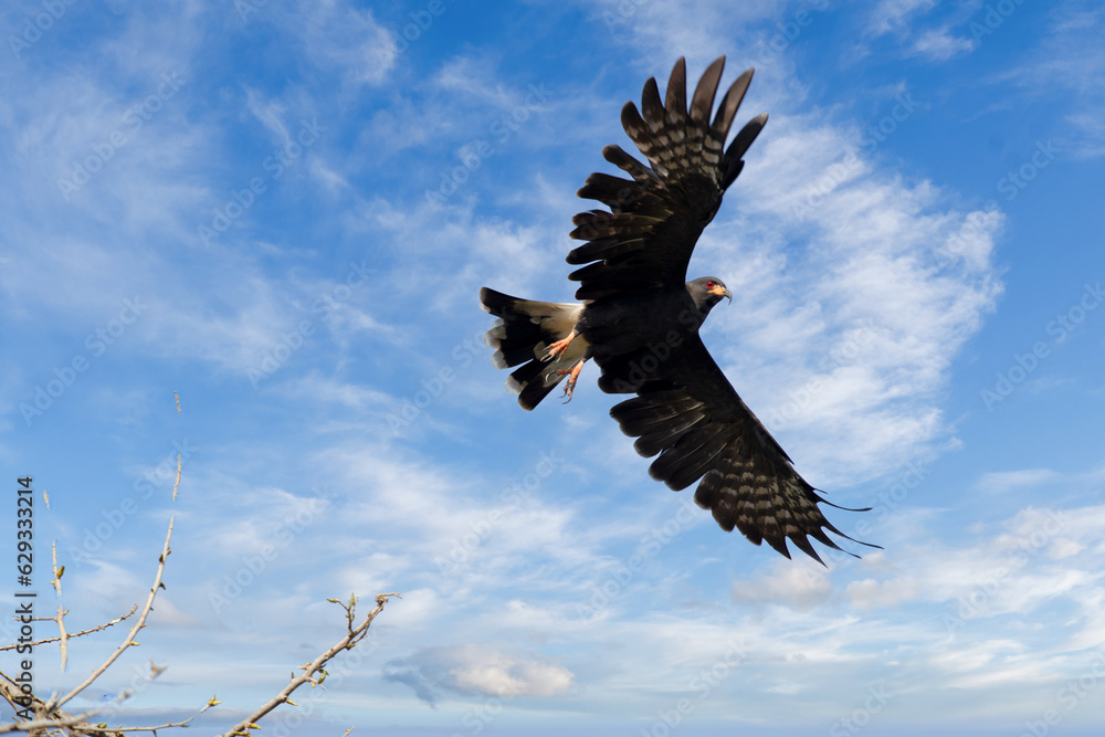 Fototapeta premium Falcon in mompox colombia
