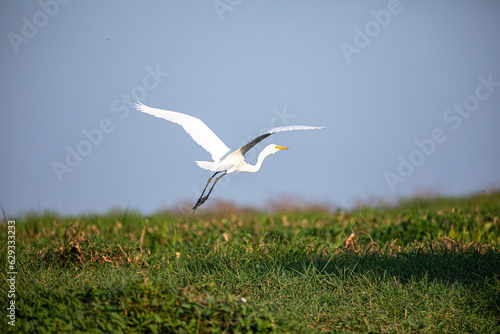 Great Egret in mompox Colombia