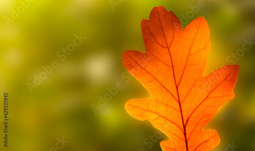 oak leaf macro, autumn background