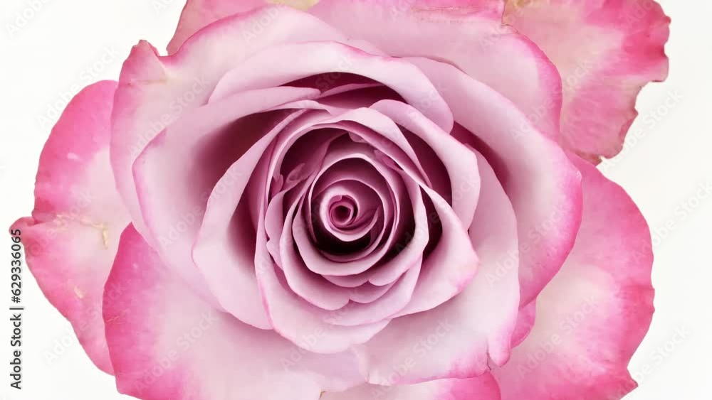 Beautiful pink rose rotating on white background. Macro shot, closeup. Blooming pink rose flower open. Holiday backdrop, Valentine's Day concept. High quality 4k footage Beautiful pink rose rotating on white background. Macro shot, closeup. Blooming pink rose flower open. Holiday backdrop, Valentine's Day concept. High quality 4k footage