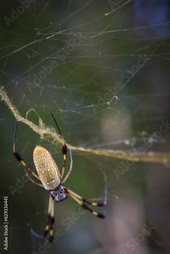 Large female golden silk orb spider and her web. photo