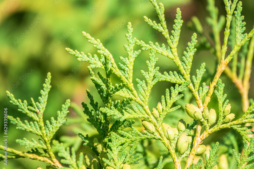 Green branches and young leaves of a thuja tree. Green branches and young leaves of a thuja tree.