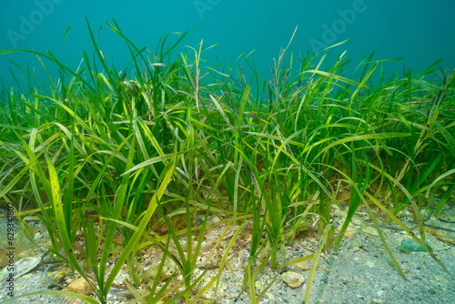 Eelgrass seagrass, Zostera marina, underwater in the Atlantic ocean, natural scene, Spain, Galicia