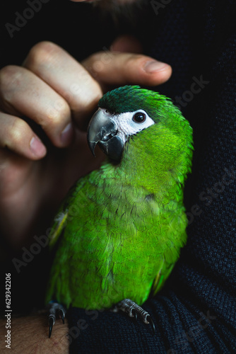 Beautiful green Hahns macaw parrot in hand. 