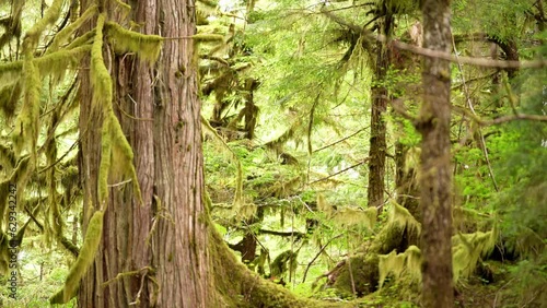 Temperate Rainforest in Alaska photo