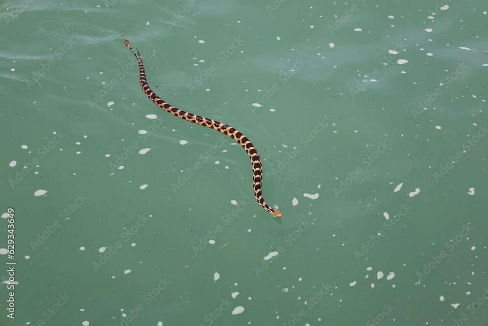 Snake swimming to shore in the river