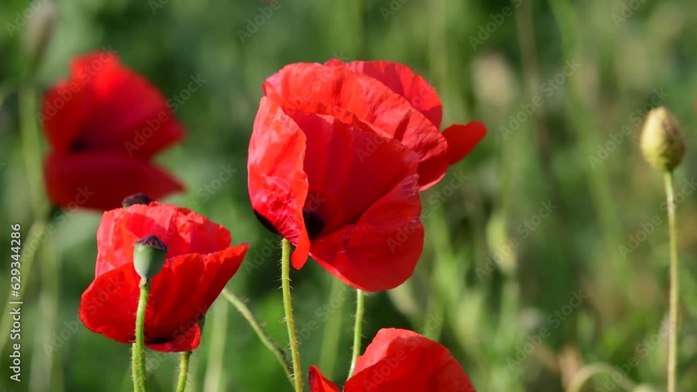 Field of poppies in the wild. Blooming poppy close up. Field of poppies in the wild. Blooming poppy close up.