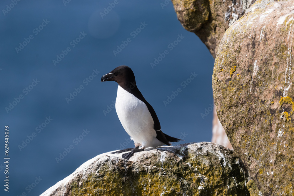 Alca común (Alca torda), acantilados de la isla Great Saltee, Irlanda del Sur