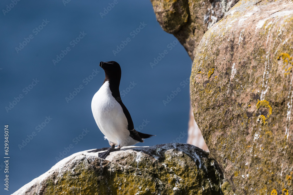 Fototapeta premium Alca común (Alca torda), acantilados de la isla Great Saltee, Irlanda del Sur
