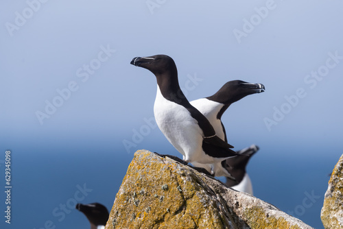 Alcas comunes (Alca torda), acantilados de la isla Great Saltee, Irlanda del Sur
