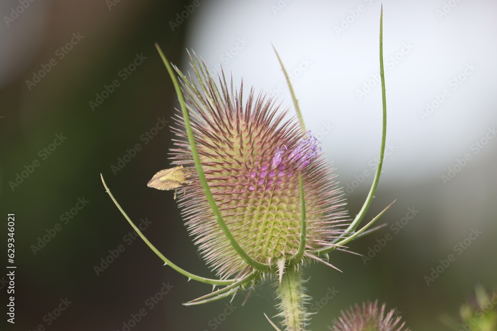 Sweden. Dipsacus fullonum, syn. Dipsacus sylvestris, is a species of flowering plant known by the common names wild teasel or fuller's teasel. Sweden. Dipsacus fullonum, syn. Dipsacus sylvestris, is a species of flowering plant known by the common names wild teasel or fuller's teasel.