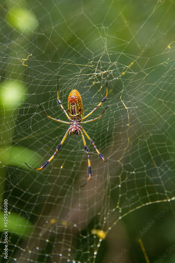 Large female golden silk orb spider and her web. Large female golden silk orb spider and her web.