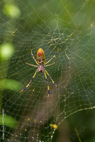 Large female golden silk orb spider and her web.
