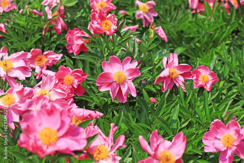 Beautiful peony flowers in the garden