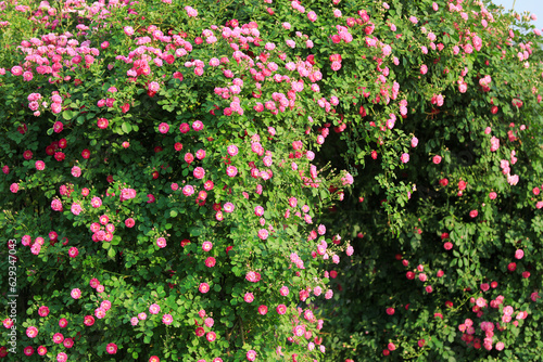 Beautiful roses in the garden