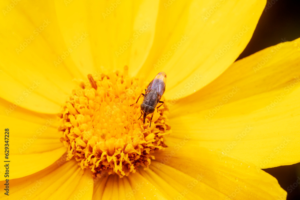 Flies feed on nectar on yellow flowers Flies feed on nectar on yellow flowers