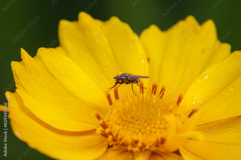 Naklejka premium Tachinid Sucking nectar on yellow flowers