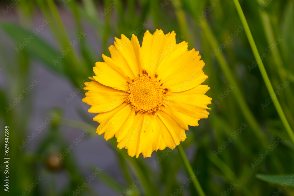 Blooming Coreopsis in the garden Blooming Coreopsis in the garden