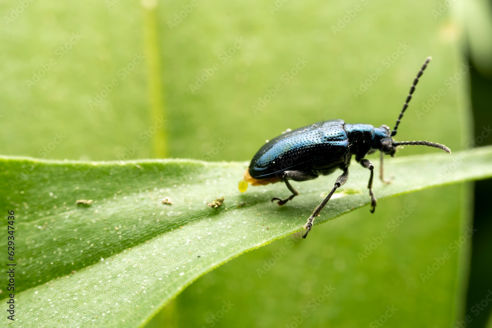 lema decempunctata gebler Inhabiting on the leaves of wild plants lema decempunctata gebler Inhabiting on the leaves of wild plants