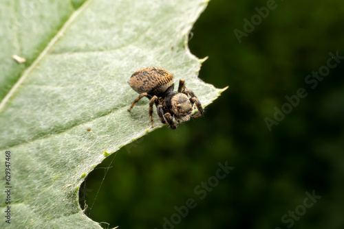 Jumping spiders inhabit the leaves of wild plants © zhang yongxin