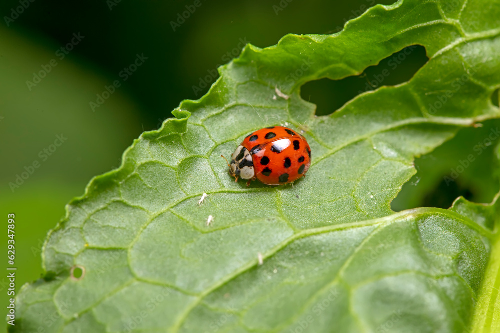 Harmonia axyridis inhabiting on the leaves of wild plants Harmonia axyridis inhabiting on the leaves of wild plants