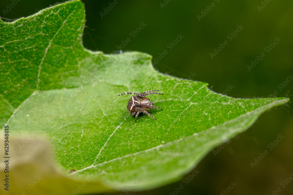 spider inhabiting on the leaves of wild plants spider inhabiting on the leaves of wild plants