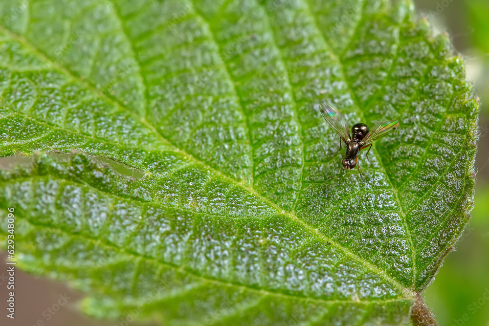 sepsidae inhabit the leaves of wild plants sepsidae inhabit the leaves of wild plants
